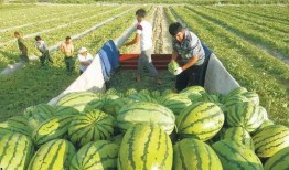 网红大瓜图片 爆料还是曝料,揭秘爆料背后的真相与争议